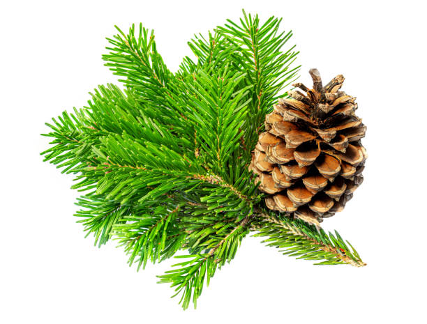 istock Christmas tree Fir Branch with pine cones isolated on white background. Flat lay. Top view