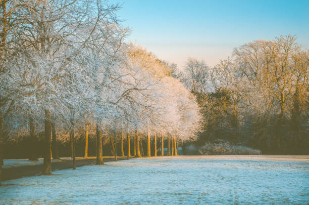 Frosty Trees in a City Park in Winter on a Clear Day