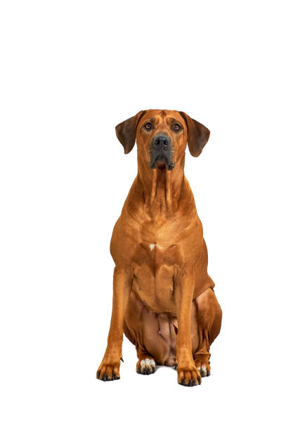 istock Rhodesian ridgeback dog sitting. Isolated on white background. 1284028648