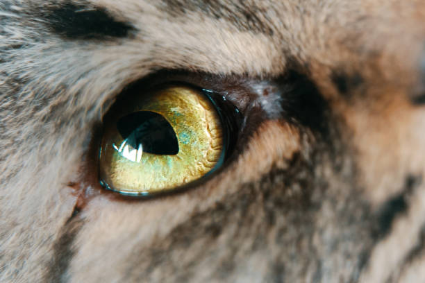 istock Cat's green eye close-up. 1284029598