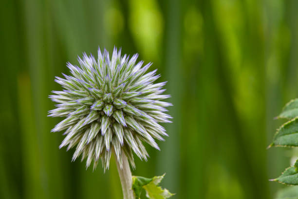 Close-up of a blue global thistle with blurry background
