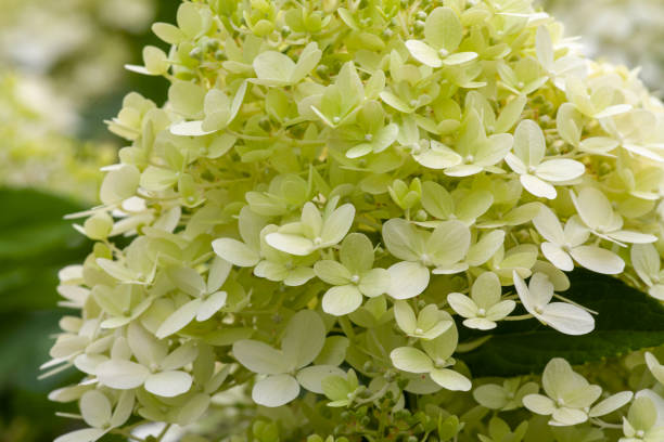istock Close-up of white and slightly green hydrangea blossoms 1284034486