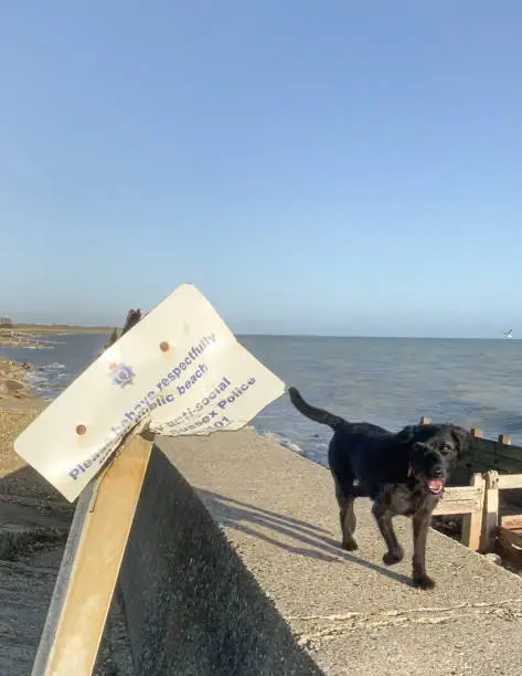 Black labradoodle walking along the sea wall with a crumpled please behave respectfully sign