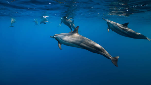 istock Spinner dolphins in tropical ocean with sunlight. Dolphins family in underwater 1284037095