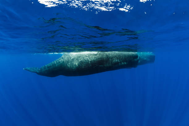 istock Sperm whales in blue ocean at Mauritius island. 1284037115