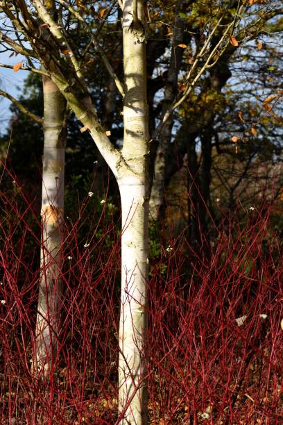 Betula utilis jacquemontii. The trunk of a Himalayan Birch standing among red dogwood. betula utilis stock pictures, royalty-free photos & images