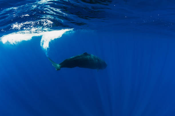 istock Sperm whales in blue ocean at Mauritius island. 1284037159
