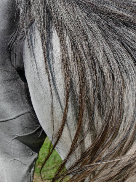 istock Horse tail and horse bottom. White dotted horse 1284037320