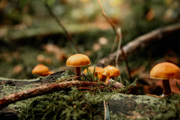 istock Forest mushrooms growing in the forest 1284037405