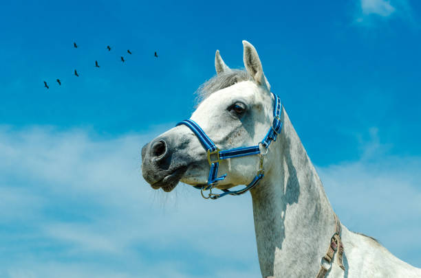 white arabian horse looks attentively - Portrait