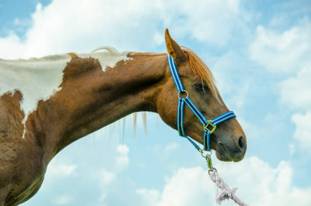 pinto horse sleeps on halter - horse arabian horse arabia white imagens e fotografias de stock