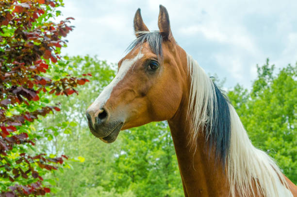 istock Pinto horse looks attentively - Portrait 1284038370