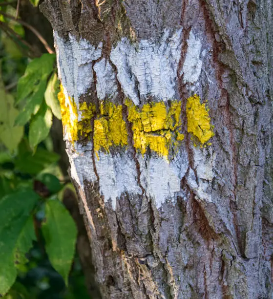 hiking sign on a tree trunk in the nature