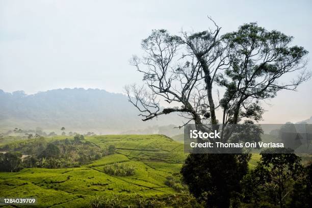 Morning View At Cibulao Hamlet Puncak Stock Photo - Download Image Now - Agricultural Field, Asia, Color Image