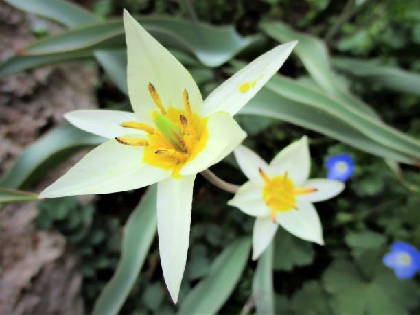 tulipano nano stellato - star tulip foto e immagini stock