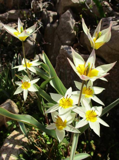 tulipani nani stellari - star tulip foto e immagini stock