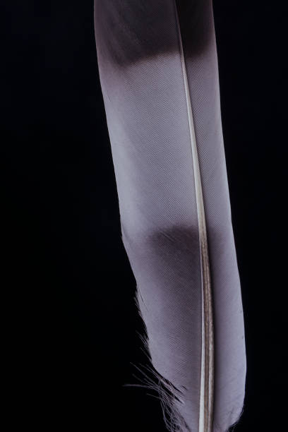 istock Close up of bird feather showing water droplets 1284040088