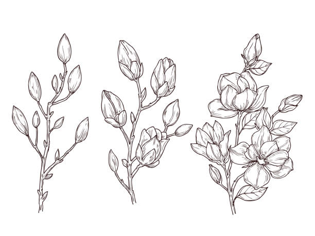 szkic magnolii. sztuka kwiatowy kwiat gałęzi i kwiaty bukiet. rysowanie romantycznych roślin wiosennych, natura, graficzna ilustracja wektora botanicznego - botanic stock illustrations