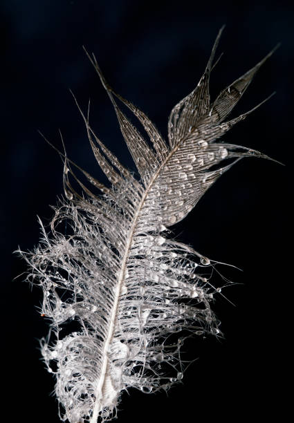 istock Close up of bird feather showing water droplets 1284040169