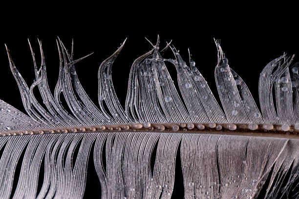 Close up of bird feather showing water droplets and water proofing textures and patterns