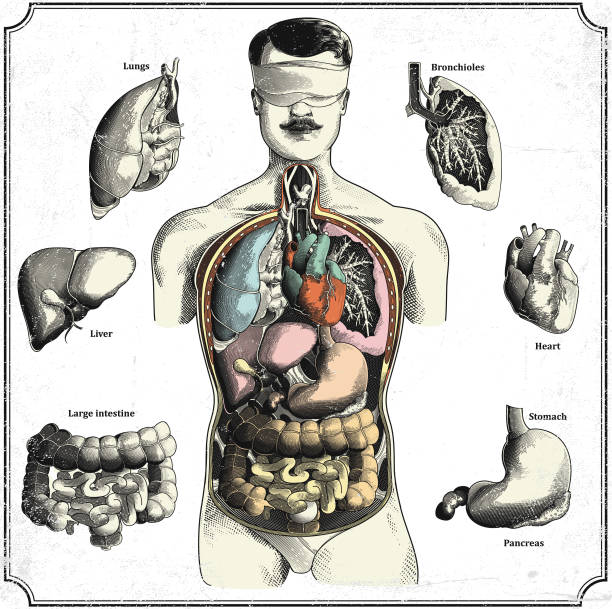 Body Map Appendix Anatomy Of Human Body Appendix