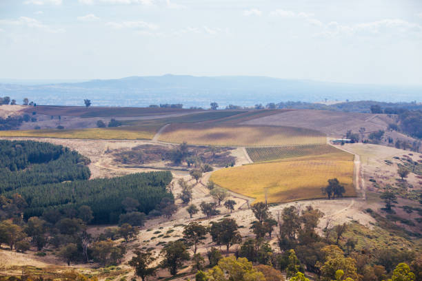 istock King Valley Vineyard in Australia 1284041569