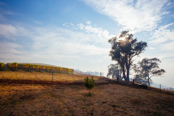 istock King Valley Vineyard in Australia 1284041571