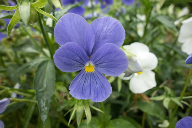 istock Beautiful pansy viola flower 1284042450