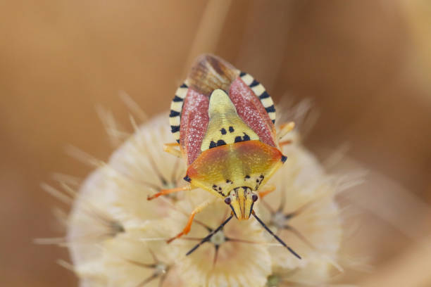 istock type of insect on a leaf in nature 1284042694