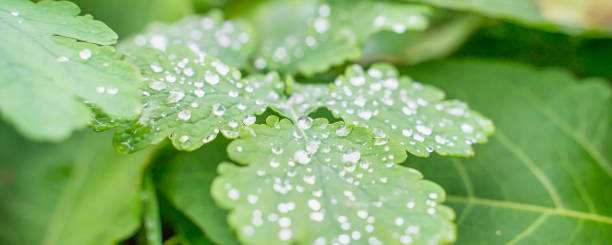 istock drops of morning dew on green leaves 1284042788
