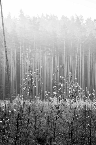 Black and white view of a forest clearing with small birches and pines. Selective focus on tiny tree leaves in front, blurred background with tall pine trunks.