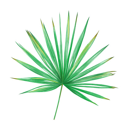 Fan palm leaf digital illustration on white background. Tropical plant.