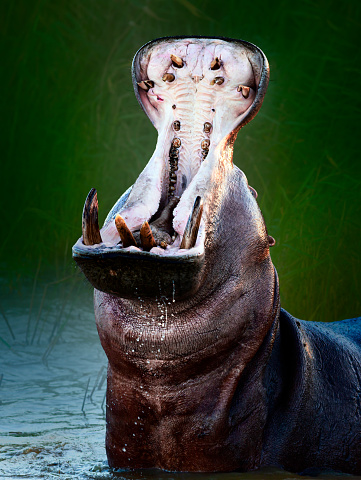 Angry hippopotamus or hippo displaying dominance in the water with a wide open mouth splashing water. Hippopotamus amphibius.