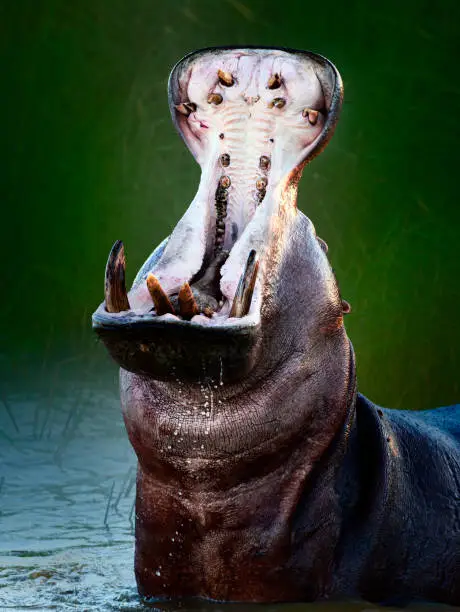 Photo of Angry hippopotamus or hippo displaying dominance