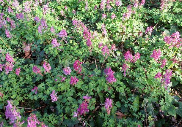 istock Pink Bird-in-a-Bush flowers 1284045343