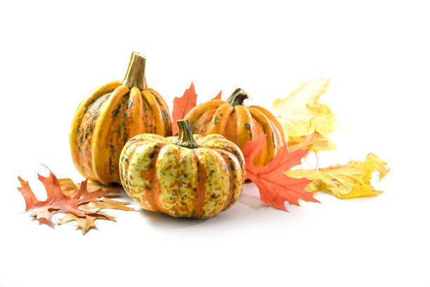 Different food pumpkins or squashes for Halloween or Thanksgiving and colorful autumn leaves, isolated on a white background with copy space Different food pumpkins or squashes for Halloween or Thanksgiving and colorful autumn leaves, isolated on a white background with copy space, selected focus, narrow depth of field gourd photos stock pictures, royalty-free photos & images
