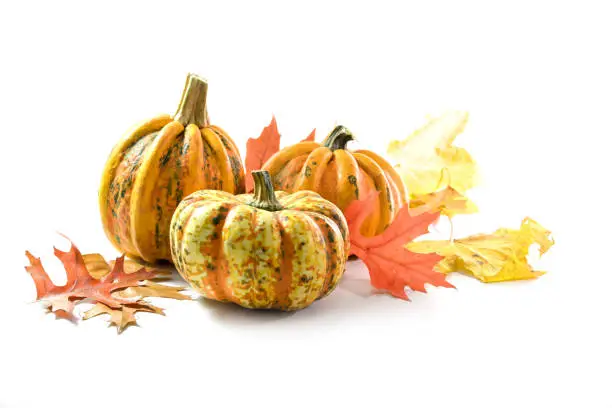 Different food pumpkins or squashes for Halloween or Thanksgiving and colorful autumn leaves, isolated on a white background with copy space, selected focus, narrow depth of field