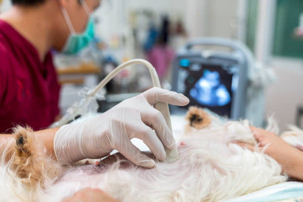 The abdomen of an Maltese dog, who was examined by an ultrasound. Veterinarian doing ultrasound and analyze healthy of animal. Watching puppies in dogs with ultrasound. stock photo