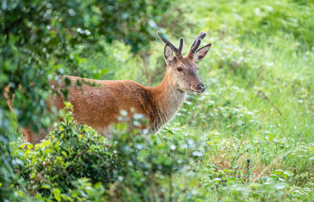 cerf rouge, woodland, glenveagh national park, donegal, irlande - parc national de glenveagh photos et images de collection