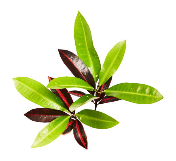 istock Codiaeum variegatum foliage, Croton leaves on branch isolated on white background with clipping path 1284046622