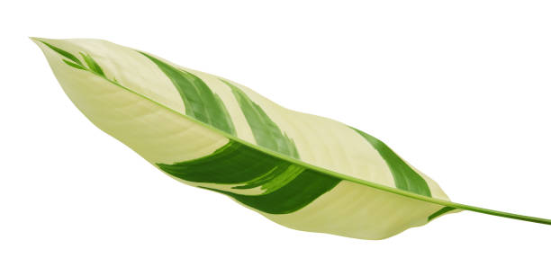 istock Heliconia variegated foliage, Exotic tropical leaf isolated on white background, with clipping path 1284046739
