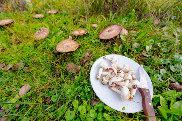 istock Young white edible mushrooms collected for cooking 1284046975