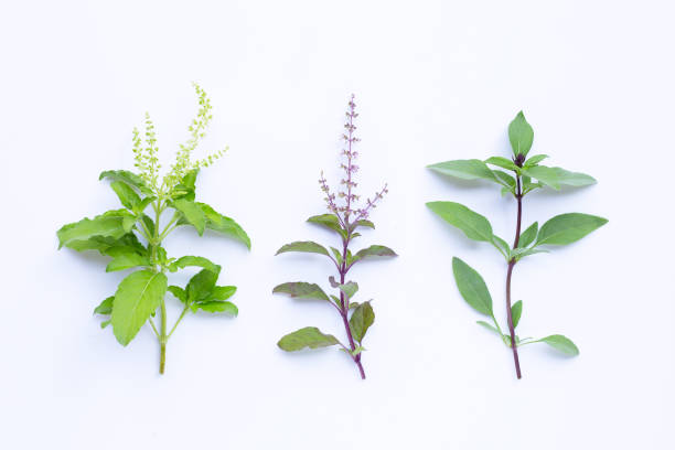 istock Holy basil with sweet basil leaves and flower on white background. 1284048060
