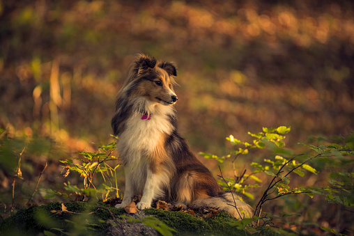 portrait of two happy friends dogs puppy and Shetland Sheepdog on nature background. collie playing