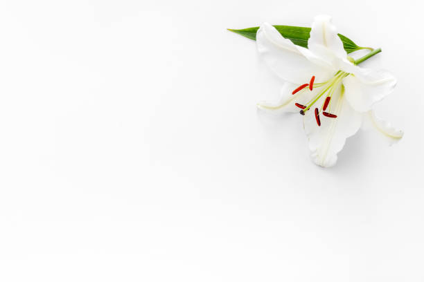istock Condolence card with white flowers lily. Funeral symbol 1284048705