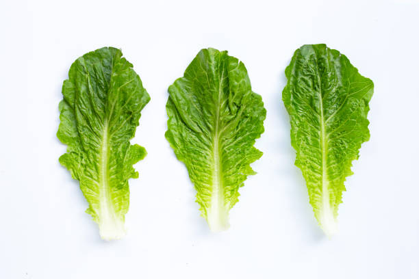 istock Fresh romaine lettuce isolated on a white background 1284049065