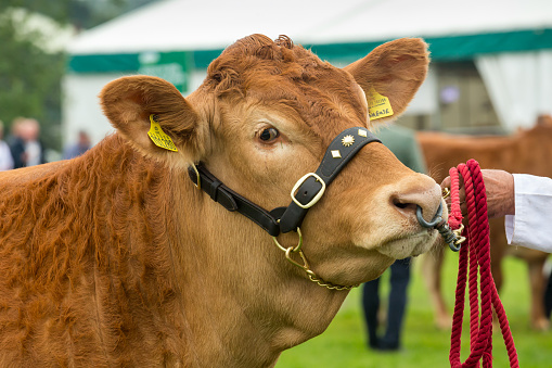 Close up of a large Limousin Bull in the show ring at the Great Yorkshire Show,  with ring in his nose and wearing a leather halter. 2019, England, UK. Horizontal.  Space for copy