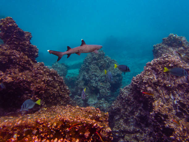 whitetip reef shark, galapagos-inseln - whitetip reef shark stock-fotos und bilder