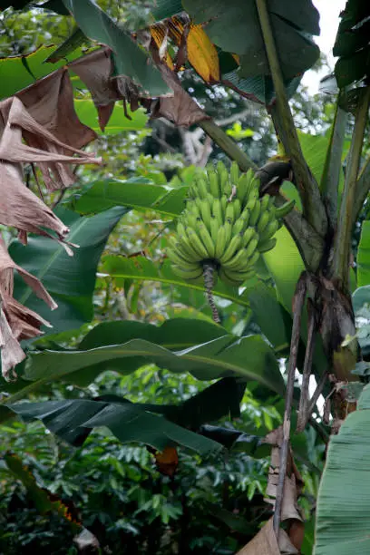 mata de sao joao, bahia / brazil - october 25, 2020: banana fruit plantation on a farm in the rural area of the city of Mata de Sao Joao.