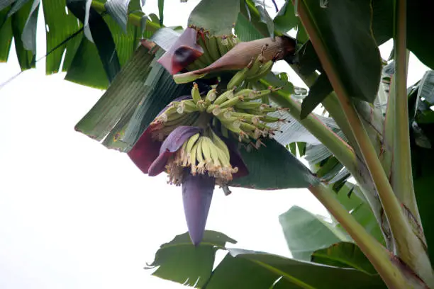 mata de sao joao, bahia / brazil - october 25, 2020: banana fruit plantation on a farm in the rural area of the city of Mata de Sao Joao.